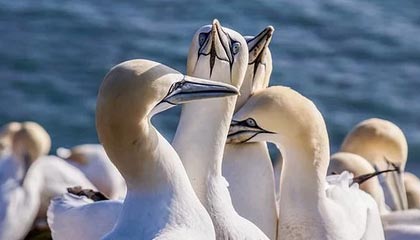 开云体育-法甲联赛迎来新一轮“转会热潮”，豪门动作频繁，法甲转会一览